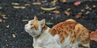 Permis De Travail Pour Étrangers : Découvrez Tout Ce Qu’il Faut Savoir