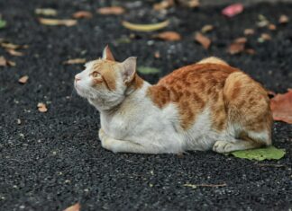 Permis De Travail Pour Étrangers : Découvrez Tout Ce Qu’il Faut Savoir