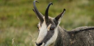 Le Divorce Rapide En France : Est-Ce Possible Pour Vous ?