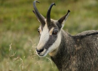 Le Divorce Rapide En France : Est-Ce Possible Pour Vous ?