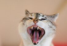 Successions Internationales Dans Le Système Français : Quelles Règles ?