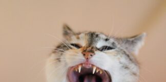 Successions Internationales Dans Le Système Français : Quelles Règles ?