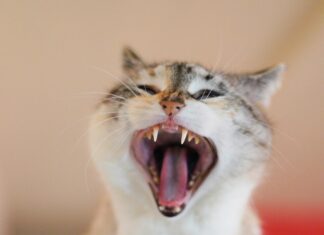 Successions Internationales Dans Le Système Français : Quelles Règles ?