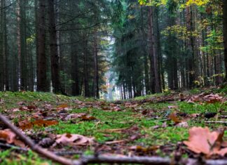 Arnaques Dans Les Locations De Vacances : Comment Les Éviter Efficacement