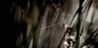 Quels Sont Les Droits Du Conjoint Survivant Pour Votre Avenir ?