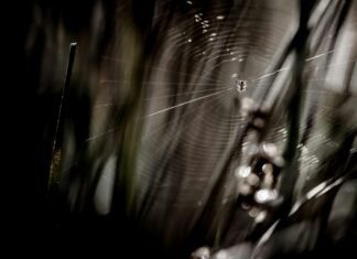 Quels Sont Les Droits Du Conjoint Survivant Pour Votre Avenir ?