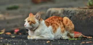 Comment Déposer Plainte Pour Harcèlement Moral : Guide Essentiel