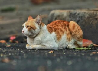 Comment Déposer Plainte Pour Harcèlement Moral : Guide Essentiel