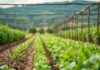 L’Agriculture Durable : Un Avenir Plus Vert pour Nos Fermes Sustainable Agriculture: A Greener Future for Our Farms
